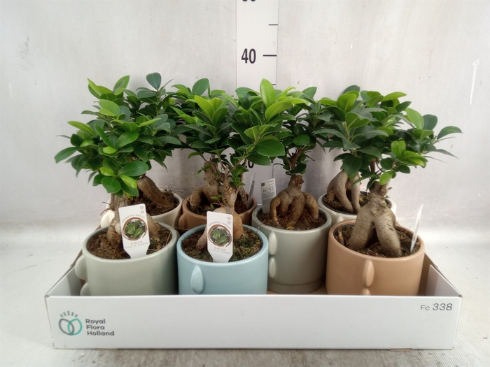 Ficus microcarpa 'Ginseng'