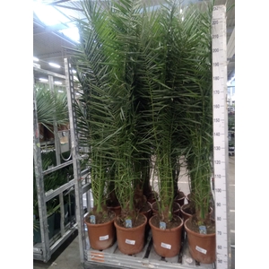 Phoenix canariensis