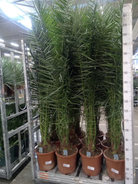 <h4>Phoenix canariensis</h4>