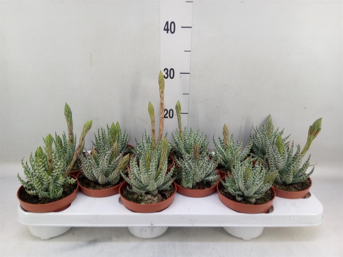 <h4>Aloe humilis</h4>