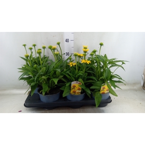 Echinacea  'Sombrero Lemon Yellow'