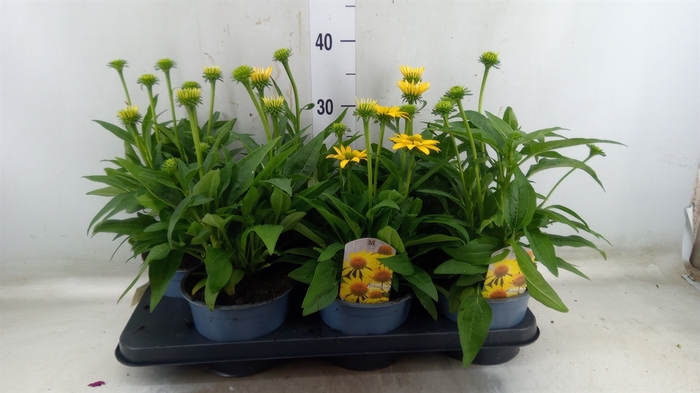 <h4>Echinacea  'Sombrero Lemon Yellow'</h4>
