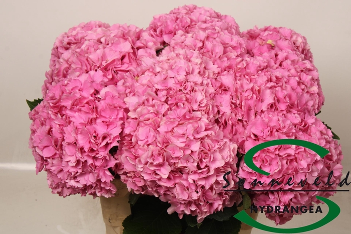 <h4>HYDR M ROYAL PARADE</h4>