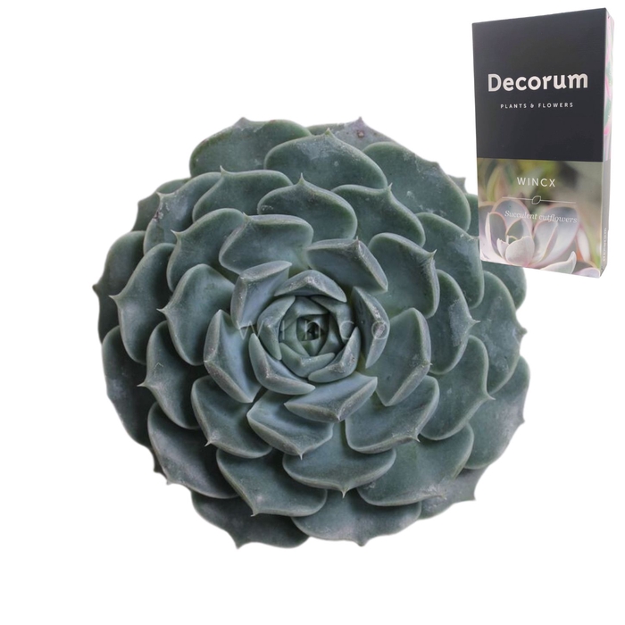 <h4>Echeveria Haylina Cutflower Wincx-8cm</h4>