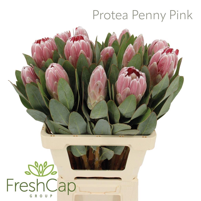 <h4>Protea Penny Pink</h4>