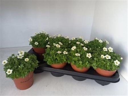 <h4>Saxif Ar Alp White</h4>