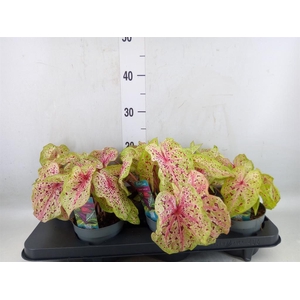 Caladium  'Miss Muffet'