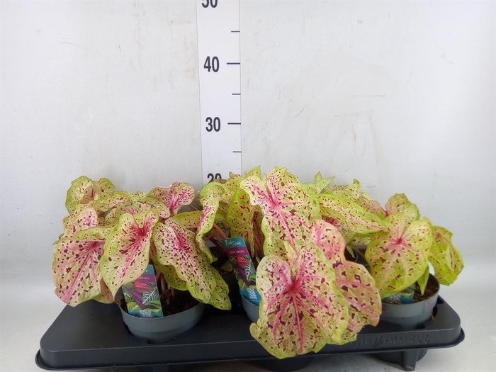 <h4>Caladium  'Miss Muffet'</h4>