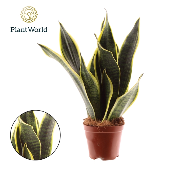 <h4>Sansevieria Futura Superba Decorum</h4>