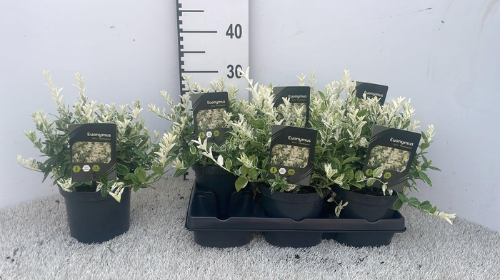 <h4>EUONYMUS FO HARLEQUI</h4>