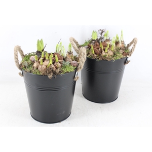 arr4 Bollenmix MB - Zink emmer black x3