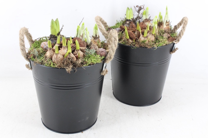 <h4>arr4 Bollenmix MB - Zink emmer black x3</h4>