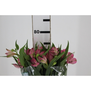 ALSTROEMERIA PAMELA 080 CM