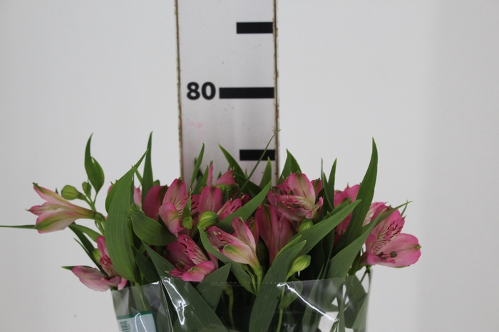<h4>ALSTROEMERIA PAMELA 080 CM</h4>