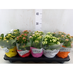 Kalanchoe blos.   ..rosebud rs fl 5