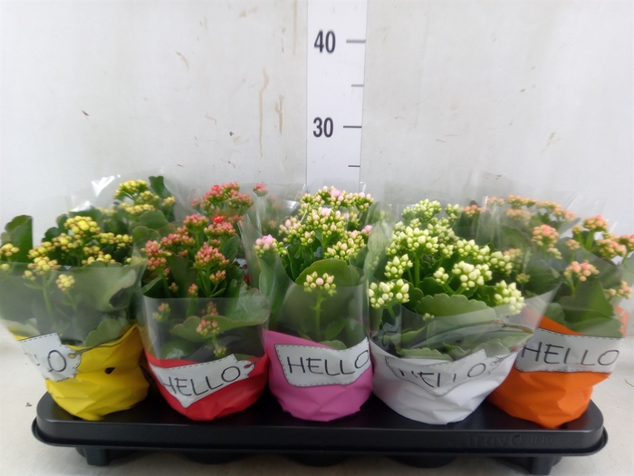 <h4>Kalanchoe blos.   ..rosebud rs fl 5</h4>