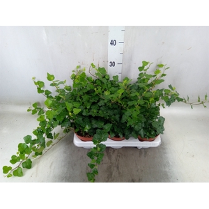 Hedera helix 'Wonder'