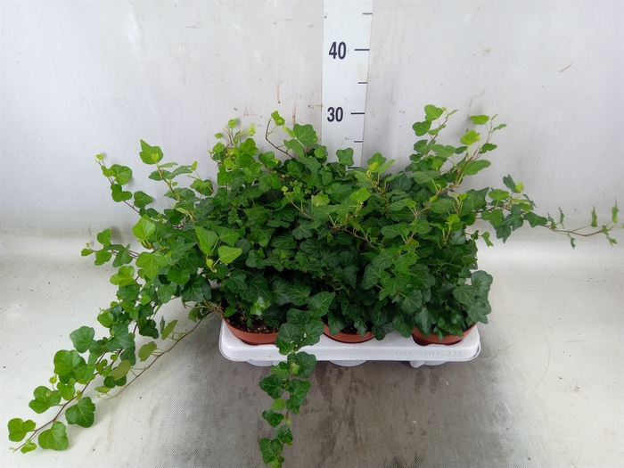 <h4>Hedera helix 'Wonder'</h4>