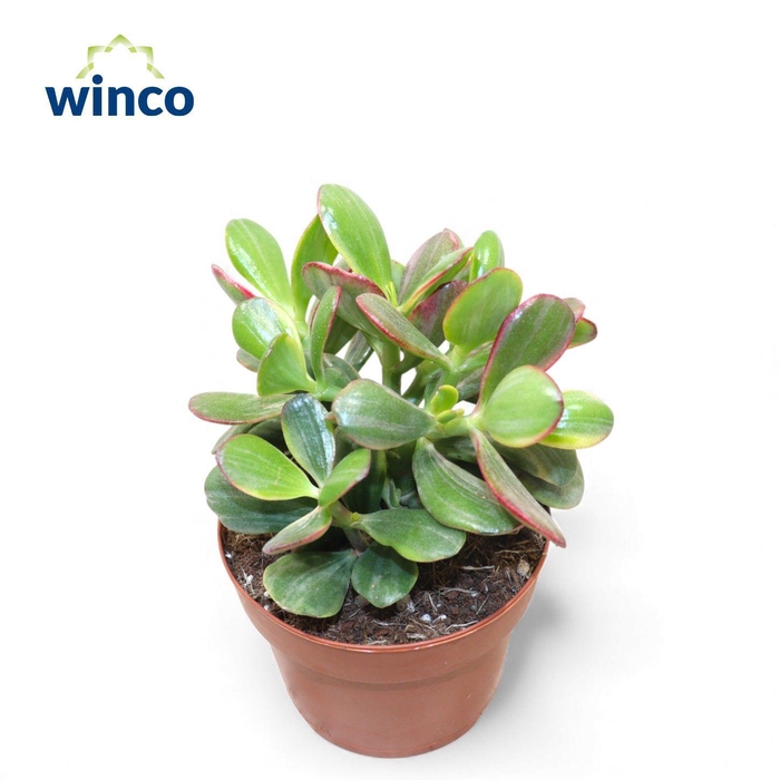 <h4>Crassula Ovata Tricolor</h4>