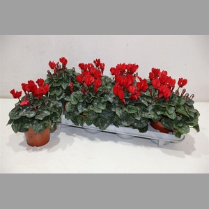 Cycl Kl Sup Verano Red