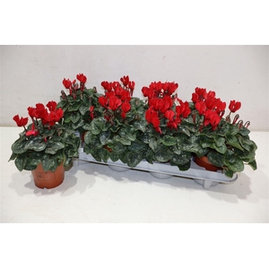 Cycl Kl Sup Verano Red