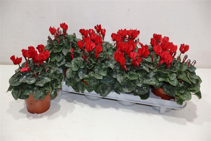 <h4>Cycl Kl Sup Verano Red</h4>