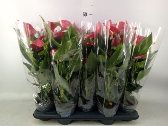 <h4>Anthurium andr. 'Karma Red'</h4>
