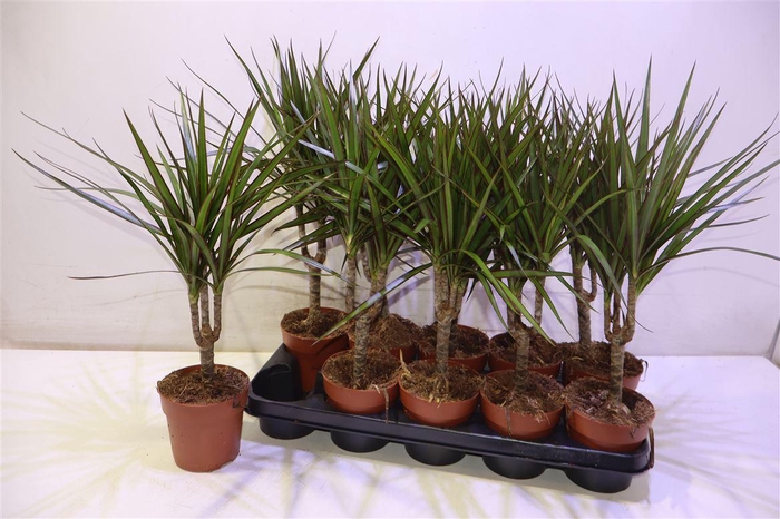 <h4>arr8 Dra Marginata</h4>