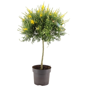 Genista (Cytisus) bol op stam p17 (PT)