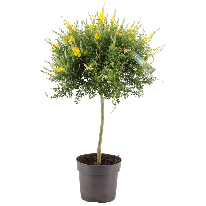 <h4>Genista (Cytisus) bol op stam p17 (PT)</h4>
