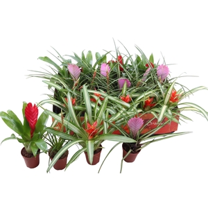BROMELIA GEM