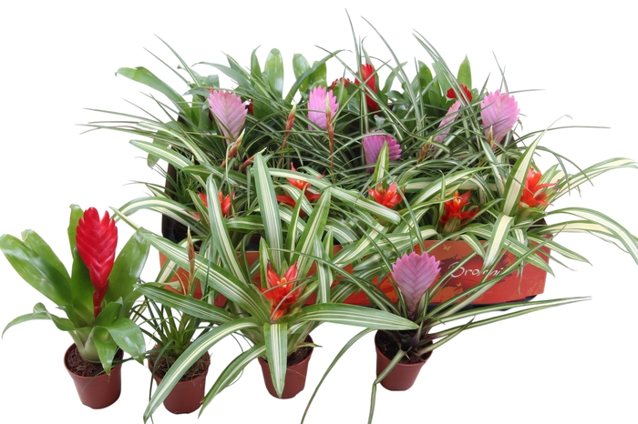 <h4>BROMELIA GEM</h4>