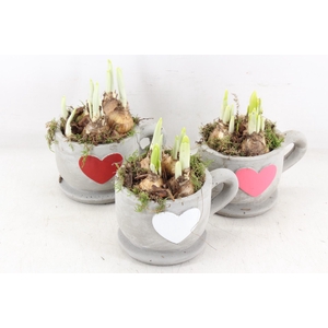 arr4 Narcis JS - Kop/schotel hart kl. x6