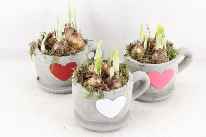 <h4>arr4 Narcis JS - Kop/schotel hart kl. x6</h4>