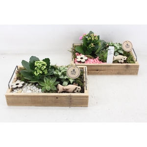 Arr2 Pl - Hout Dienblad Mix