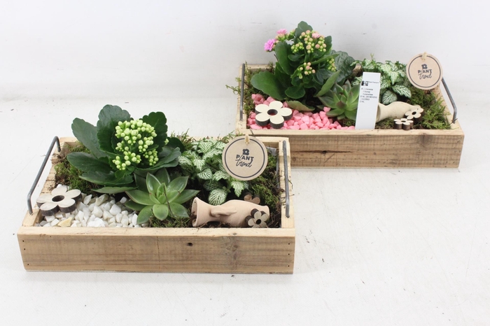 Arr2 Pl - Hout Dienblad Mix