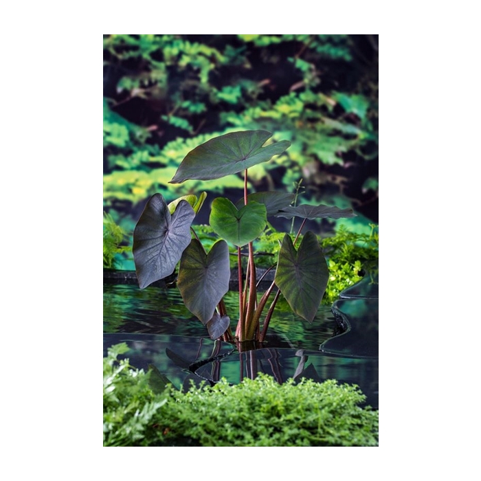 <h4>Colocasia rubra 'Black Magic'</h4>