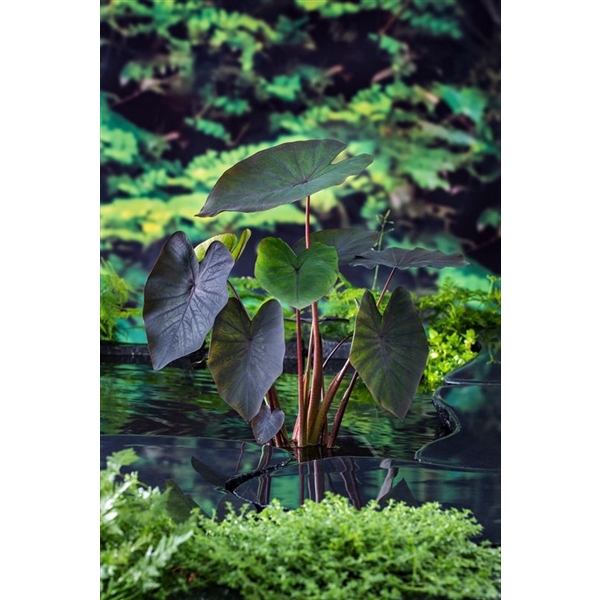 Colocasia rubra 'Black Magic'