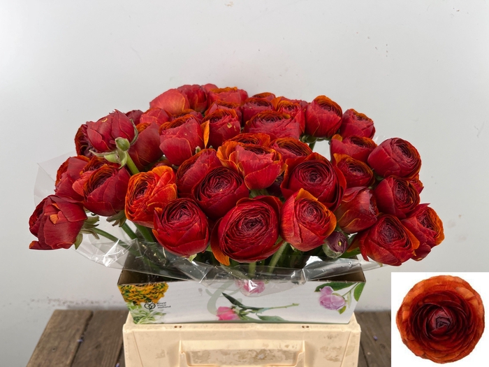 <h4>RANUNCULUS OV</h4>