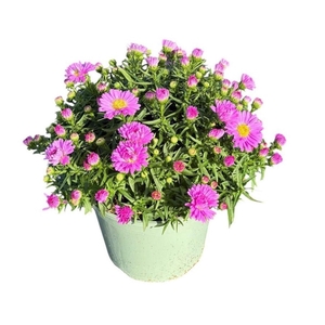 Aster Henri I Pink