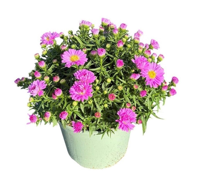 <h4>Aster Henri I Pink</h4>