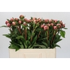 Paeonia Sarah Bernhardt