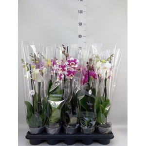 Phalaenopsis ...mix