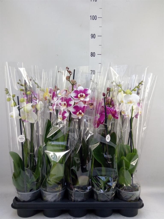 <h4>Phalaenopsis ...mix</h4>