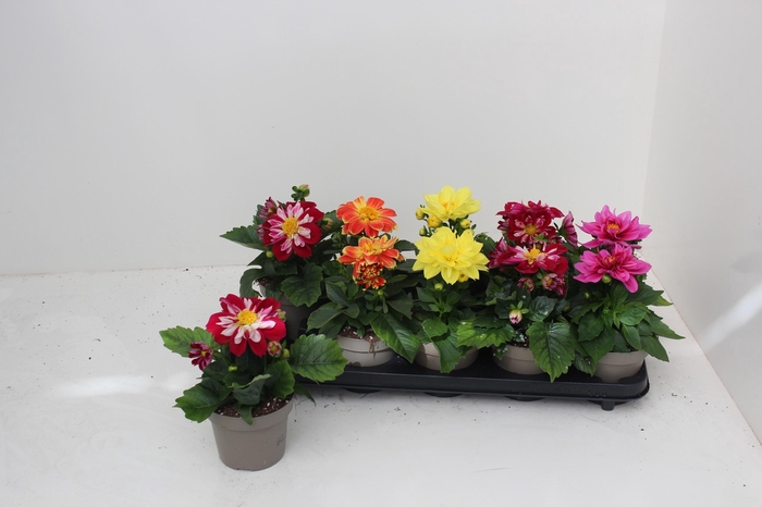 <h4>DAHL L ME GEM</h4>