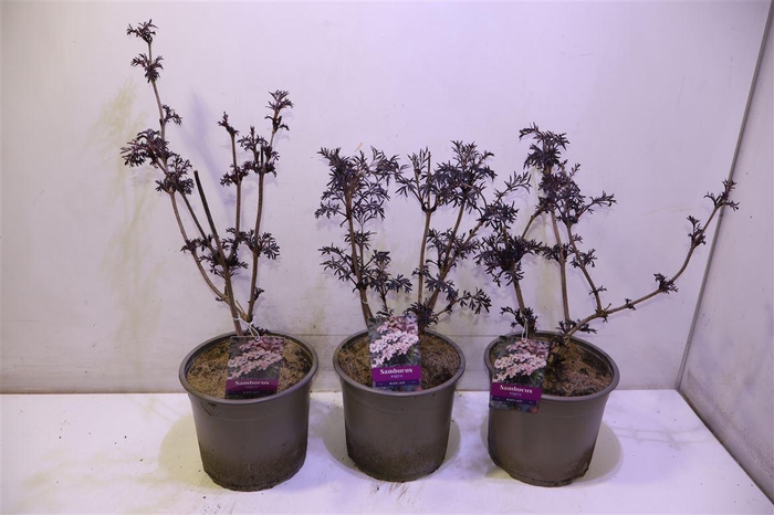 <h4>arr8 Samb Ni Black Lace</h4>