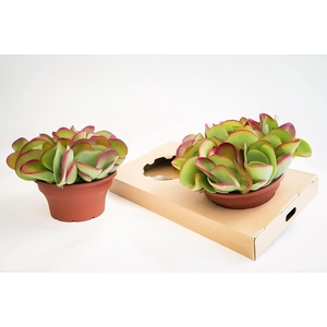 Kalanchoe thyrsiflora