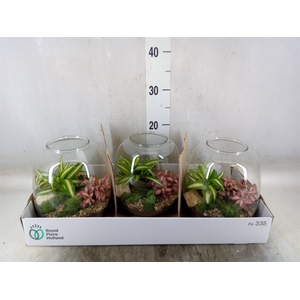 Arr.   Planten L%