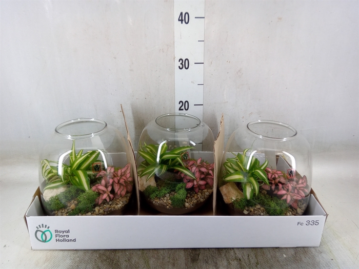 <h4>Arr.   Planten L%</h4>