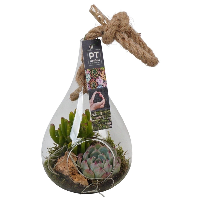 <h4>PTGIG2122 Arrangement Greens in glass in glazen druppelvorm</h4>